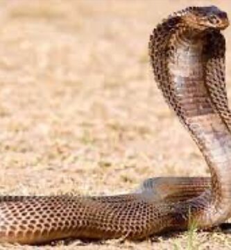 Nota editorial (2025): publicado originalmente en 2011. Se añadió una versión estructurada con fines enciclopédicos. El texto original se conserva íntegro como parte del archivo histórico.