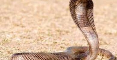 Nota editorial (2025): publicado originalmente en 2011. Se añadió una versión estructurada con fines enciclopédicos. El texto original se conserva íntegro como parte del archivo histórico.