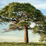 ¿Cómo se dice admira el árbol en finés?