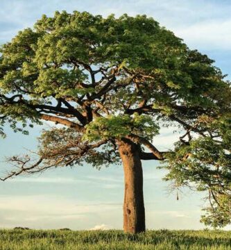 ¿Cómo se dice admira el árbol en finés?