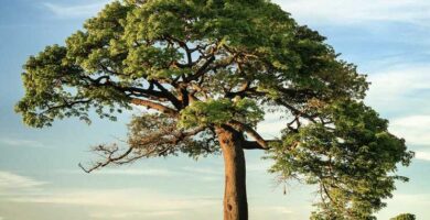 ¿Cómo se dice admira el árbol en finés?