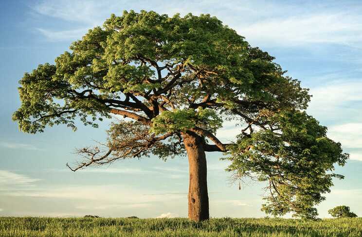 ¿Cómo se dice admira el árbol en finés?