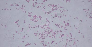 Klebsiella Oxytoca