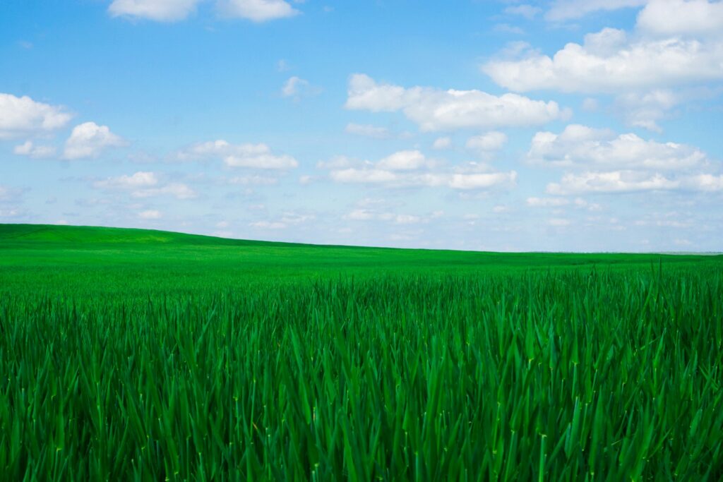 Windows XP green grass field under blue sky during daytime