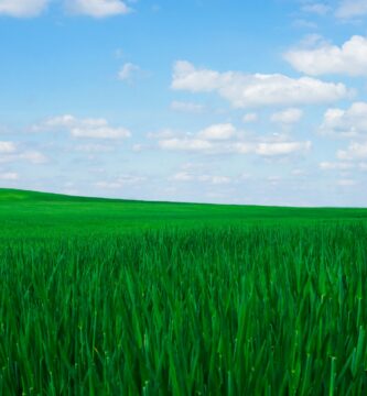 Windows XP green grass field under blue sky during daytime