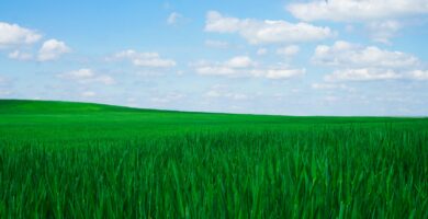 Windows XP green grass field under blue sky during daytime