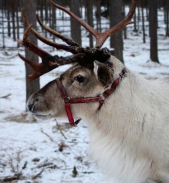 Cómo se llaman los renos de Santa Claus A white reindeer with antlers standing in the snow