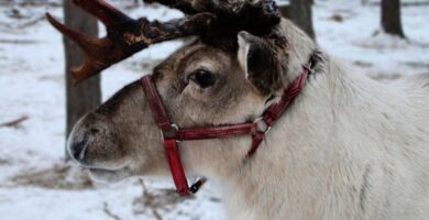 Cómo se llaman los renos de Santa Claus A white reindeer with antlers standing in the snow