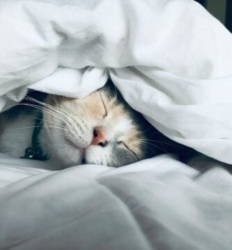 Mensagem de boa noite white cat sleeps under white comforter