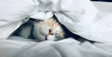Mensagem de boa noite white cat sleeps under white comforter